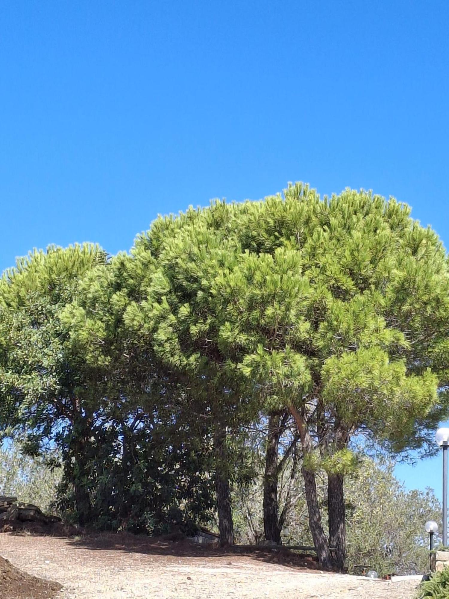 Tenuta Belvedere Cilento Montecorice Exteriér fotografie